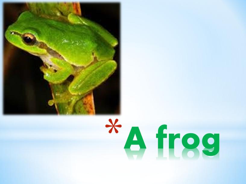 A frog