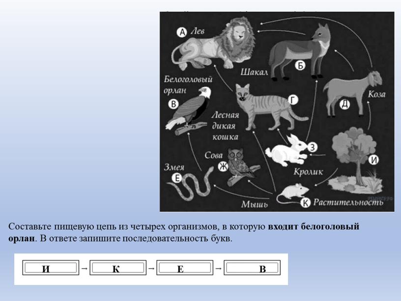 Составьте пищевую цепь из четырех организмов, в которую входит белоголовый орлан