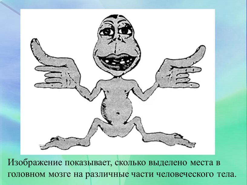 Изображение показывает, сколько выделено места в головном мозге на различные части человеческого тела