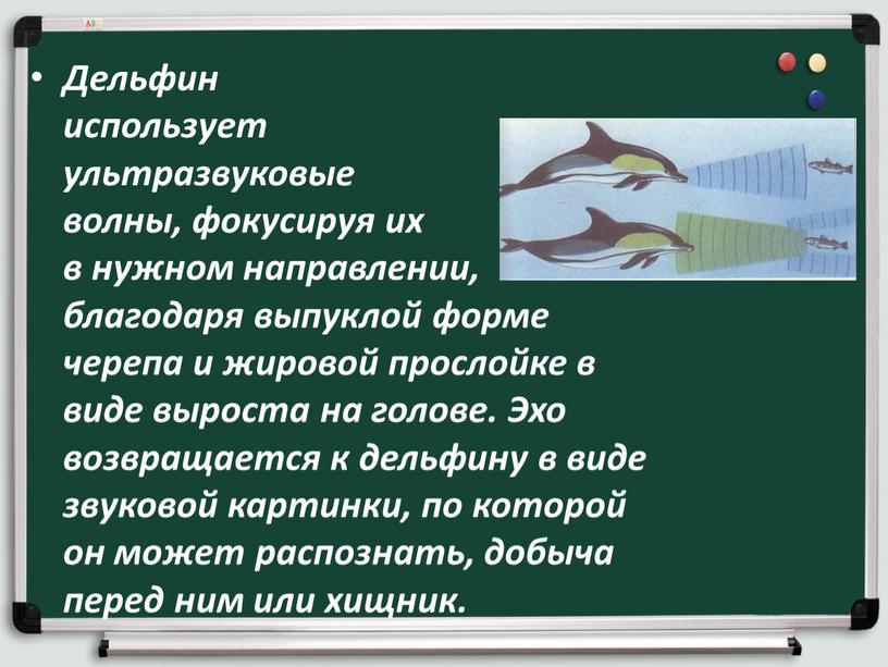 Дельфин использует ультразвуковые волны, фокусируя их в нужном направлении, благодаря выпуклой форме черепа и жировой прослойке в виде выроста на голове