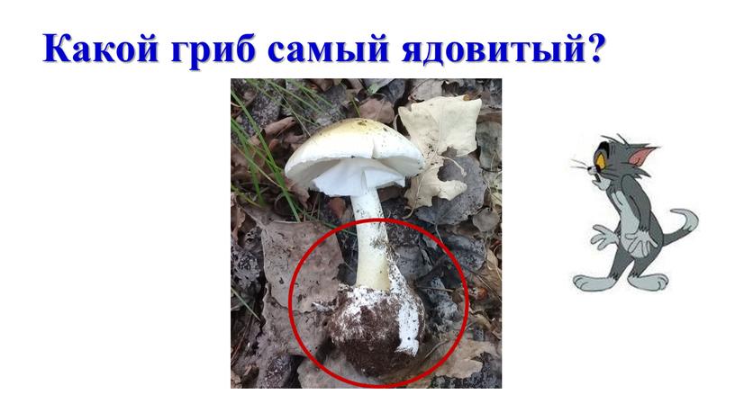 Какой гриб самый ядовитый?