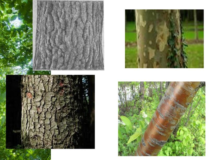 Презентация: "Декоративные качества ствола и ветвей древесных растений".