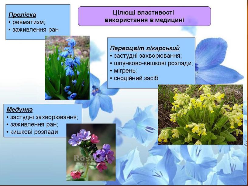 Презентація  проекту "Охорона рослин і тварин"
