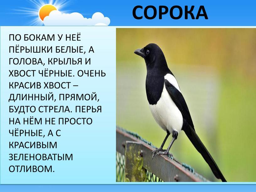 У сороки боли