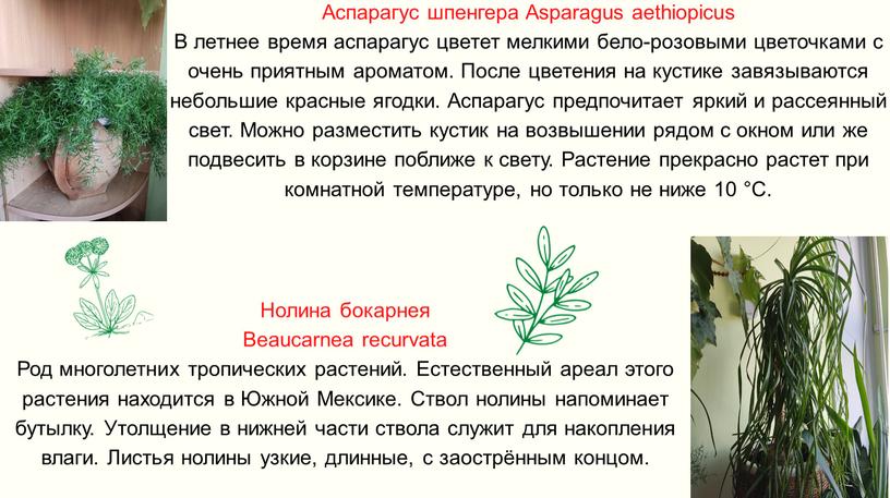 Аспарагус шпенгера Asparagus aethiopicus