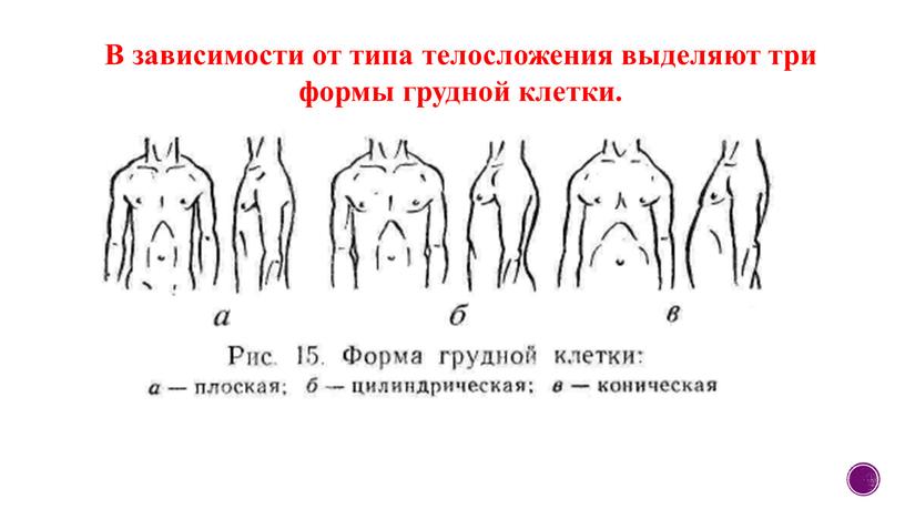 В зависимости от типа телосложения выделяют три формы грудной клетки