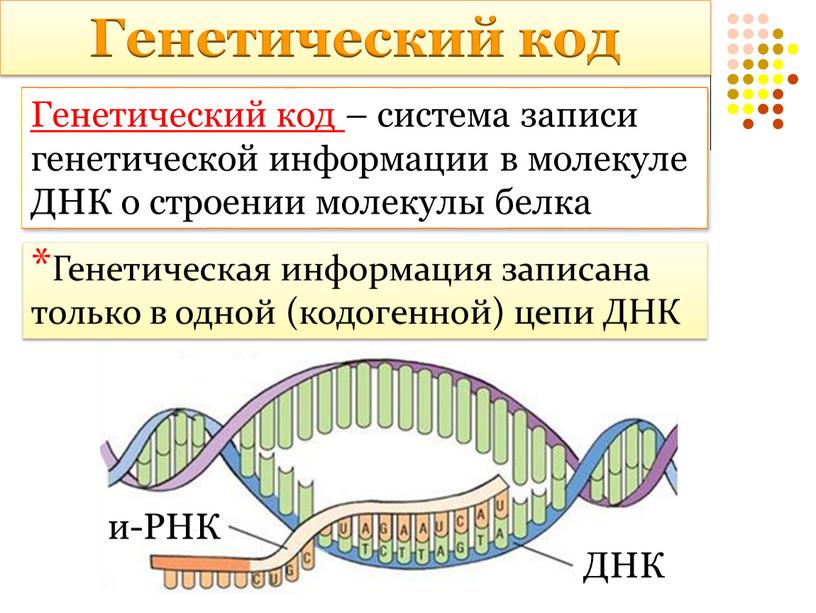 Генетический код – система записи генетической информации в молекуле