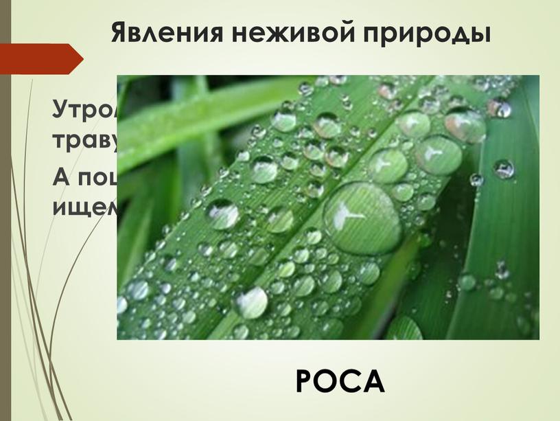 Явления неживой природы Утром бусы засверкали, всю траву собой заткали,