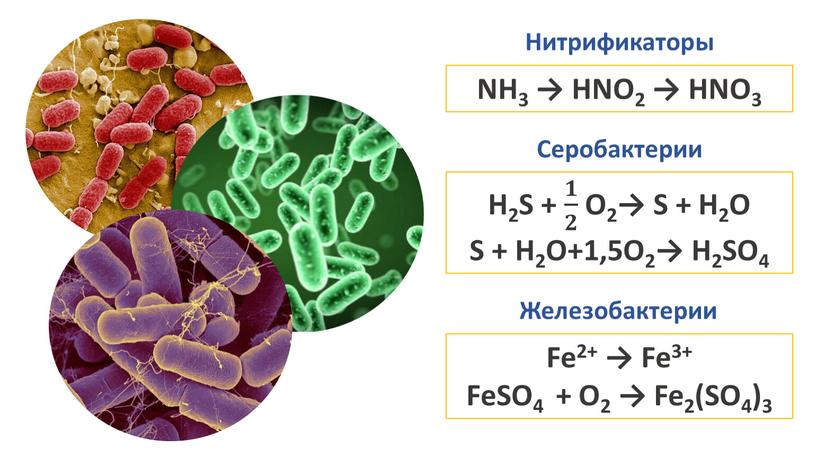 NH3 → HNO2 → HNO3 Fe2+ → Fe3+ FeSO4 +