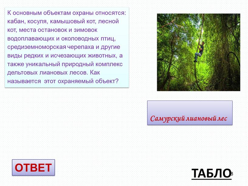 ТАБЛО К основным объектам охраны относятся: кабан, косуля, камышовый кот, лесной кот, места остановок и зимовок водоплавающих и околоводных птиц, средиземноморская черепаха и другие виды…