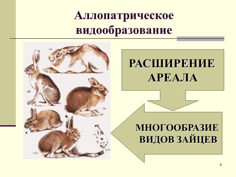 Аллопатрическое видообразование