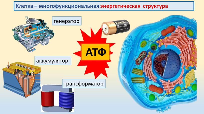 Клетка – многофункциональная энергетическая структура генератор аккумулятор трансформатор