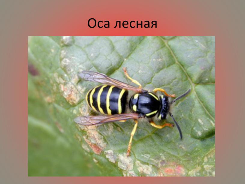 Оса лесная