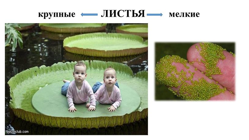 крупные ЛИСТЬЯ мелкие