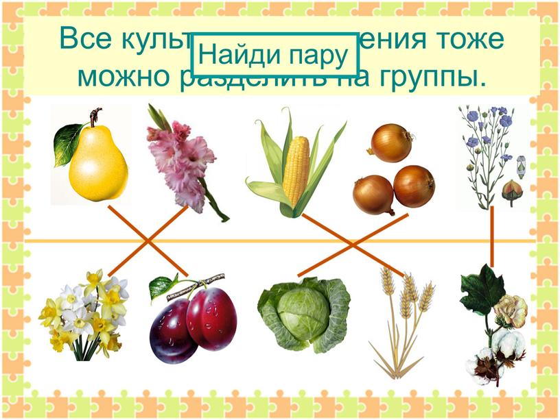 Все культурные растения тоже можно разделить на группы