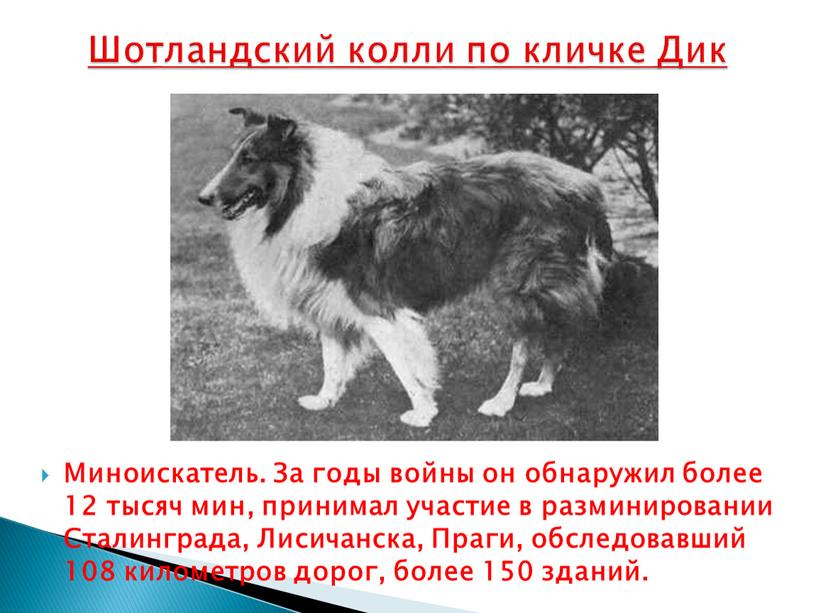 Миноискатель. За годы войны он обнаружил более 12 тысяч мин, принимал участие в разминировании