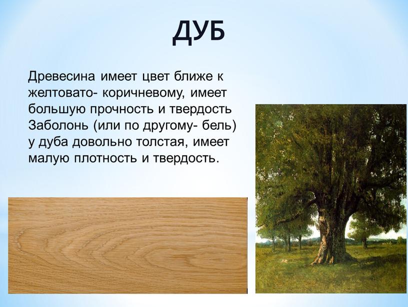 ДУБ Древесина имеет цвет ближе к желтовато- коричневому, имеет большую прочность и твердость