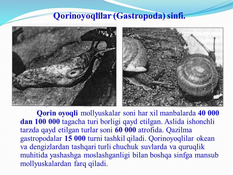 Qorinoyoqlilar (Gastropoda) sinfi