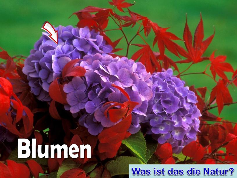 Blumen Was ist das die Natur?