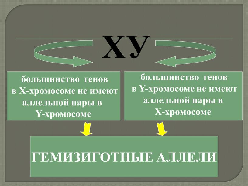 Х-хромосоме не имеют аллельной пары в