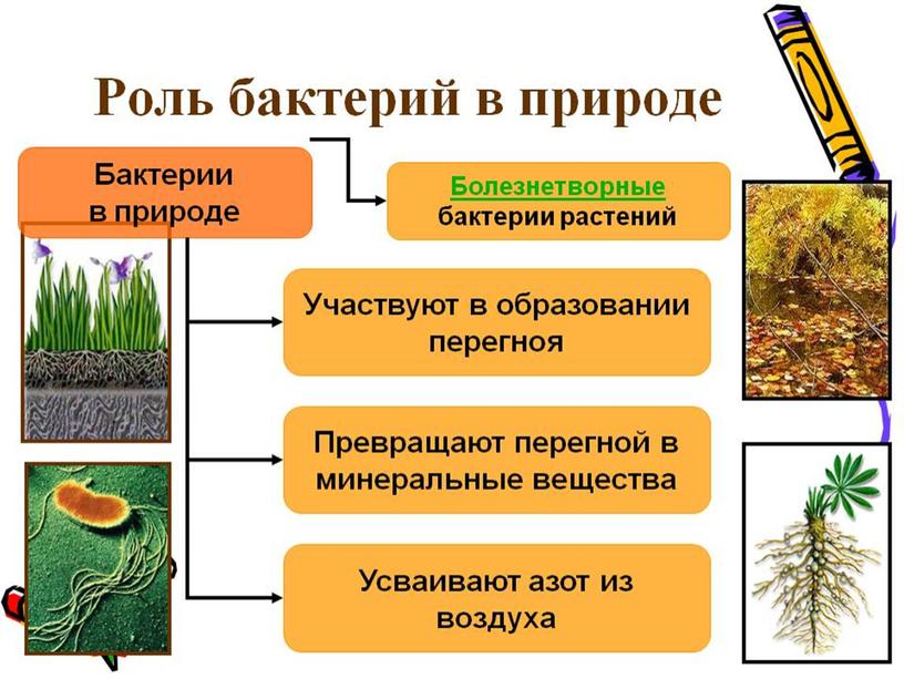 Значение бактерий в природе и в жизни человека