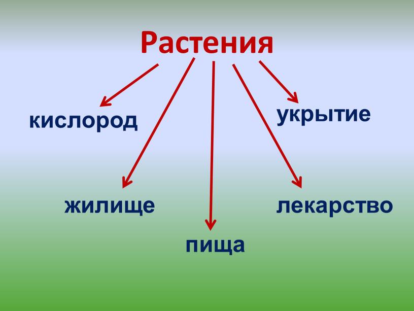 Растения кислород пища жилище укрытие лекарство