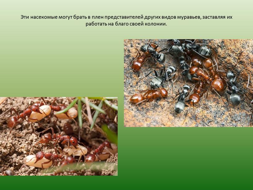Эти насекомые могут брать в плен представителей других видов муравьев, заставляя их работать на благо своей колонии