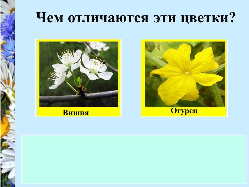 Чем отличаются эти цветки? Вишня