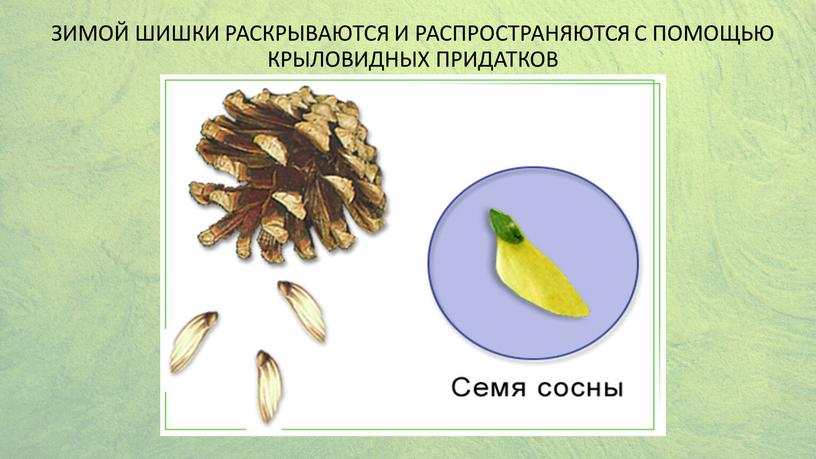 Зимой шишки раскрываются и распространяются с помощью крыловидных придатков