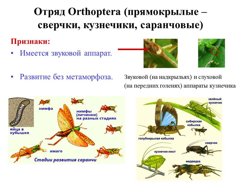 Отряд Orthoptera (прямокрылые – сверчки, кузнечики, саранчовые)