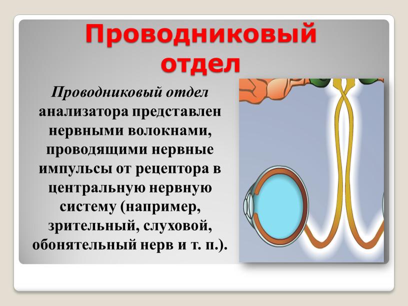 Проводниковый отдел Проводниковый отдел анализатора представлен нервными волокнами, проводящими нервные импульсы от рецептора в центральную нервную систему (например, зрительный, слуховой, обонятельный нерв и т