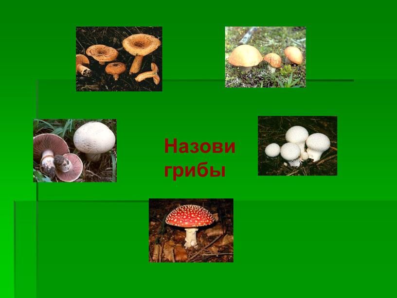 Назови грибы