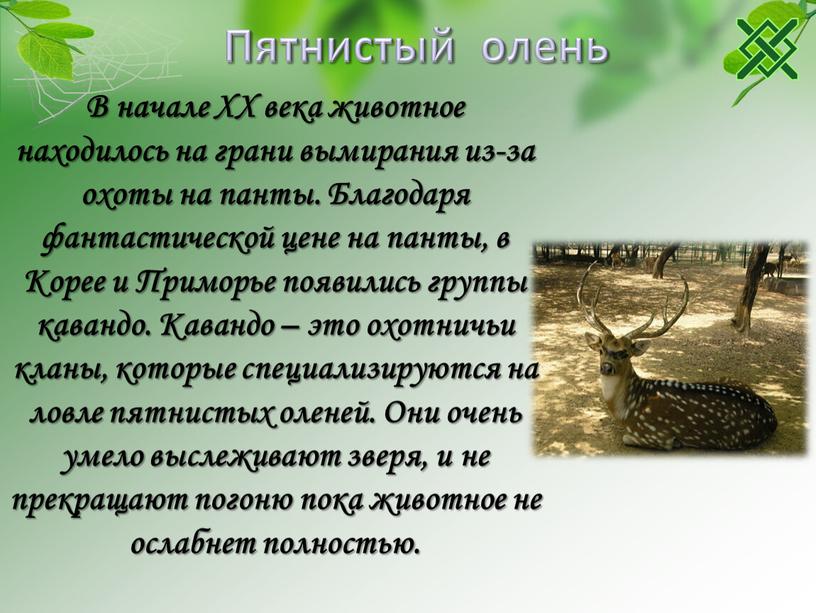 Пятнистый олень В начале ХХ века животное находилось на грани вымирания из-за охоты на панты