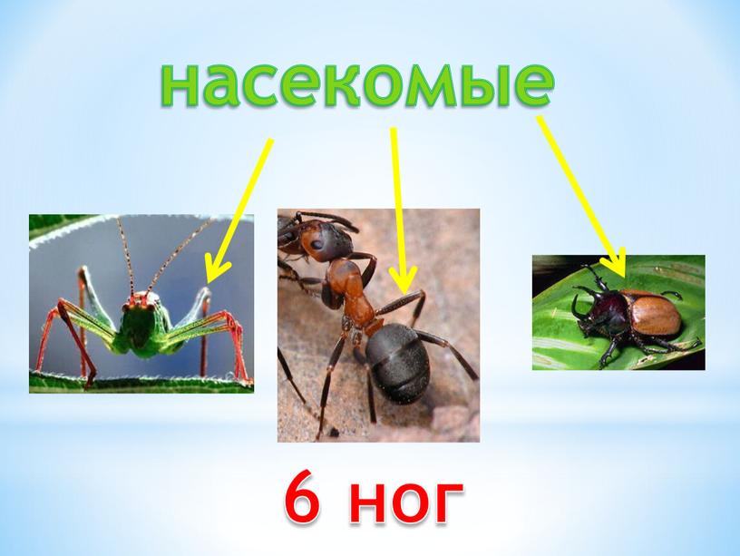 насекомые 6 ног