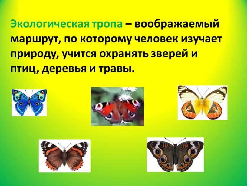 Экологическая тропа – воображаемый маршрут, по которому человек изучает природу, учится охранять зверей и птиц, деревья и травы