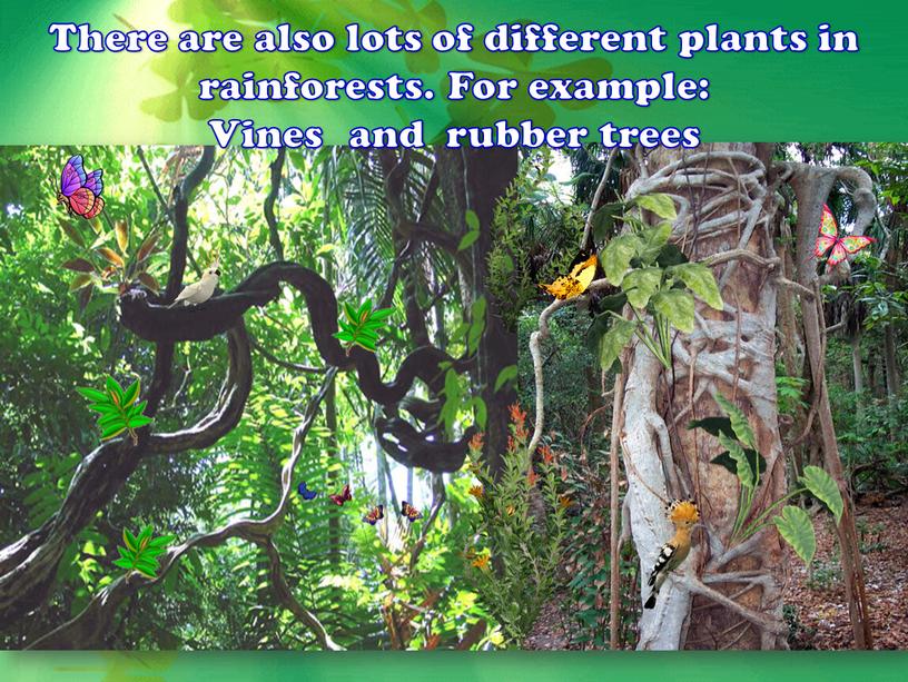 There are also lots of different plants in rainforests