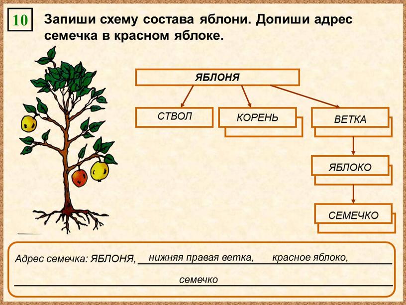 Запиши схему состава яблони. Допиши адрес семечка в красном яблоке