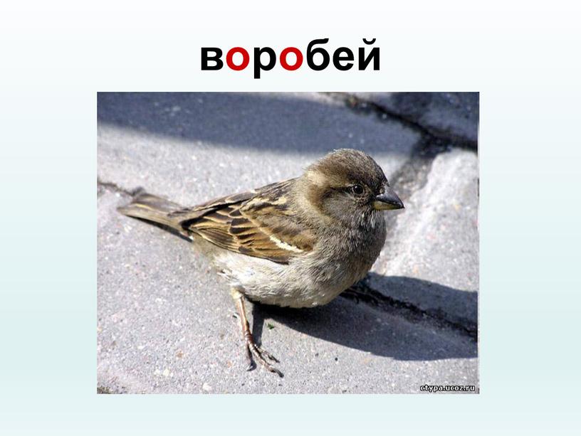 воробей