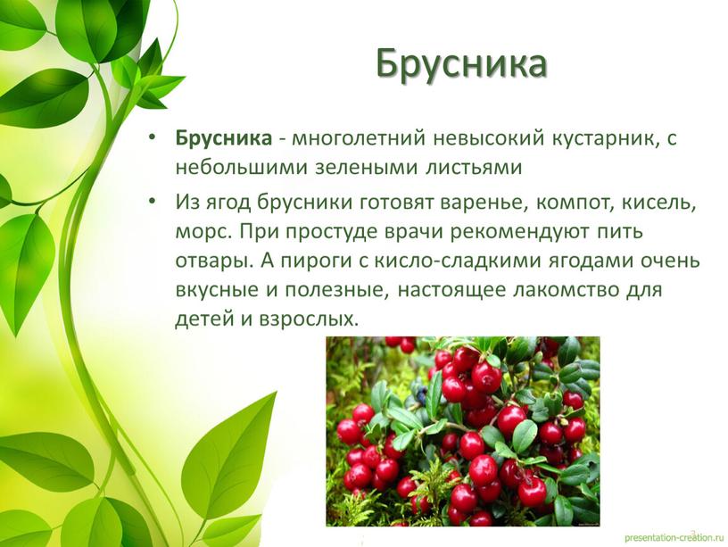 Брусника Брусника - многолетний невысокий кустарник, с небольшими зелеными листьями