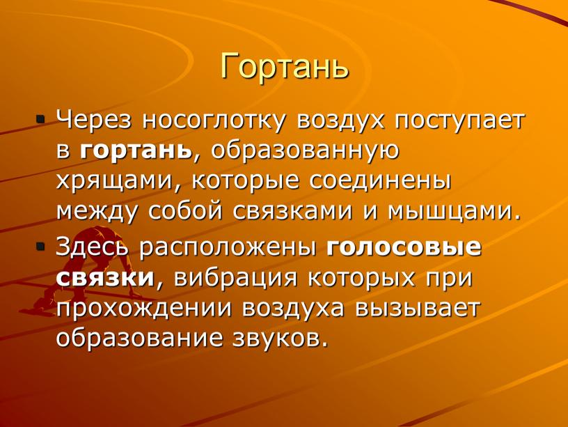 Гортань Через носоглотку воздух поступает в гортань , образованную хрящами, которые соединены между собой связками и мышцами