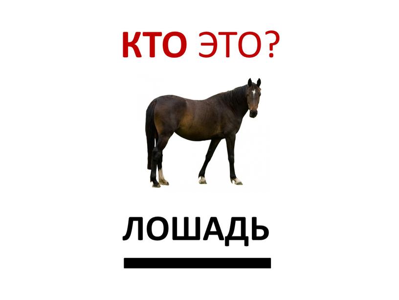 КТО ЭТО? ЛОШАДЬ