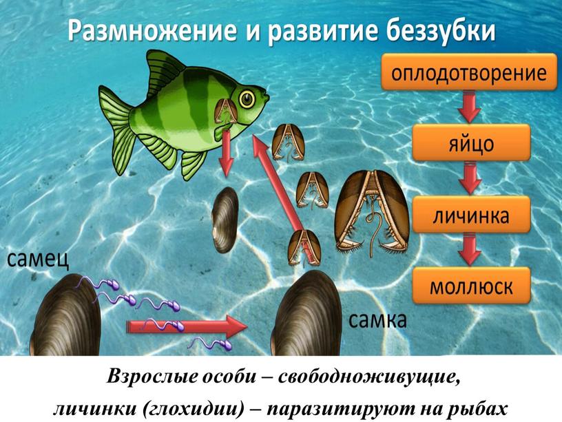 Взрослые особи – свободноживущие, личинки (глохидии) – паразитируют на рыбах