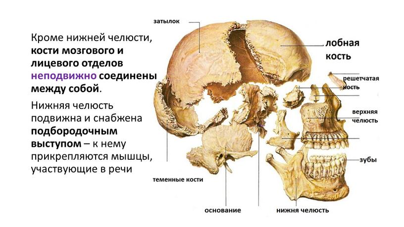 Кроме нижней челюсти, кости мозгового и лицевого отделов неподвижно соединены между собой