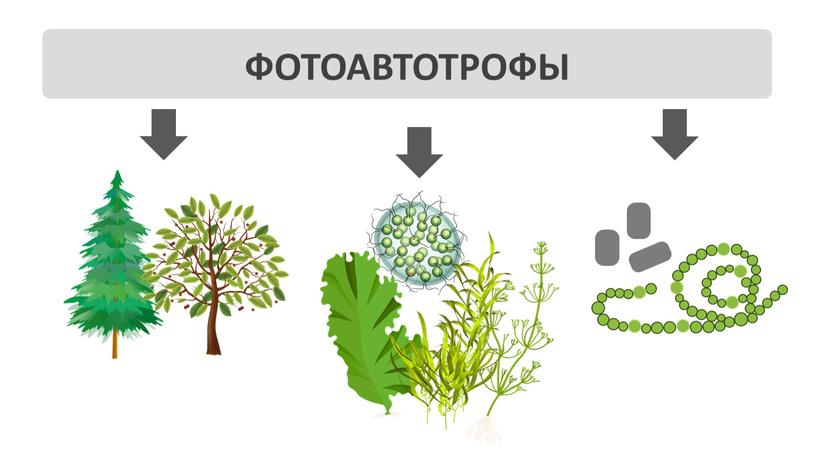 ФОТОАВТОТРОФЫ