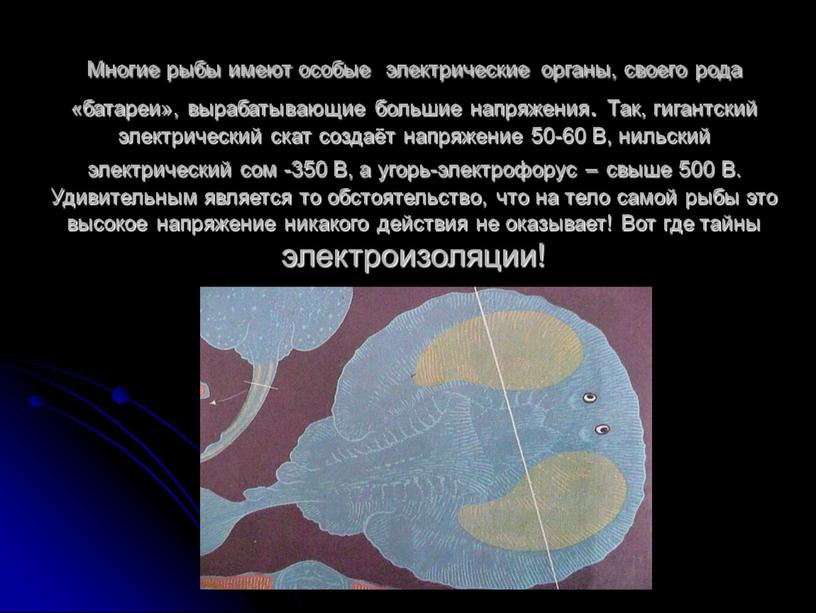 Многие рыбы имеют особые электрические органы, своего рода «батареи», вырабатывающие большие напряжения