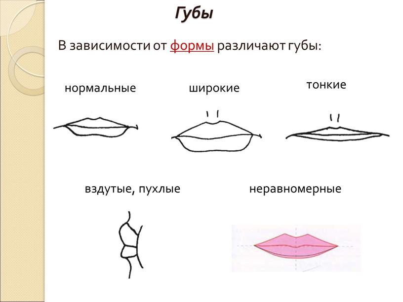 Губы В зависимости от формы различают губы: нормальные тонкие вздутые, пухлые неравномерные широкие