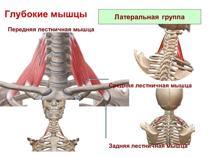 Глубокие мышцы Передняя лестничная мышца