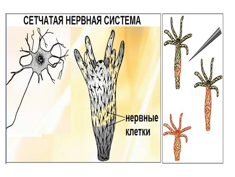 Беспозвоночные животные. Подготовка к ГИА