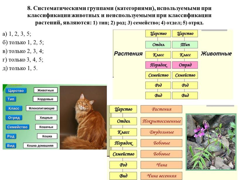 Систематическими группами (категориями), используемыми при классификации животных и неиспользуемыми при классификации растений, являются: 1) тип; 2) род; 3) семейство; 4) отдел; 5) отряд