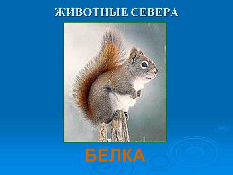 ЖИВОТНЫЕ СЕВЕРА БЕЛКА